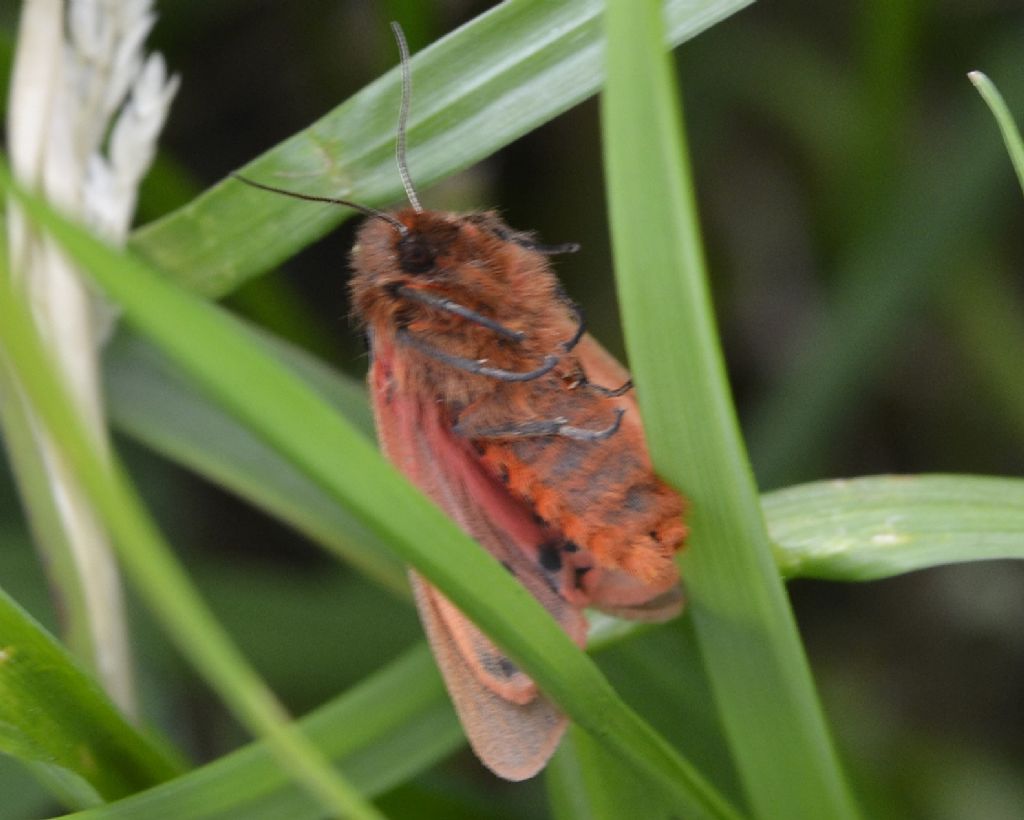 Phragmatobia fuliginosa